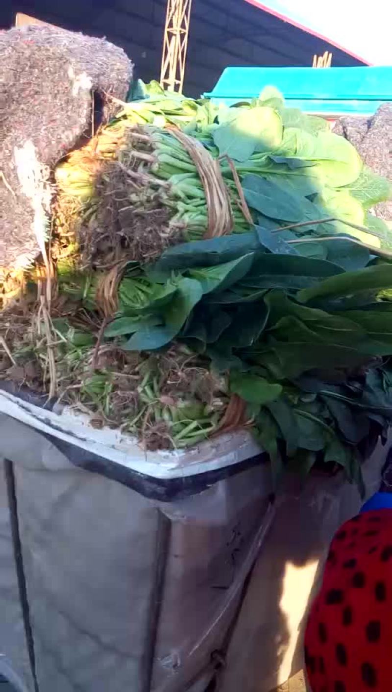 菠菜1.3