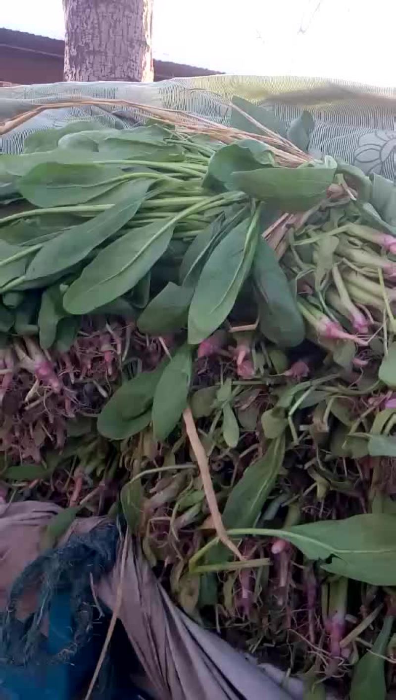 菠菜1.3