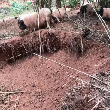 放养生态巴马香猪