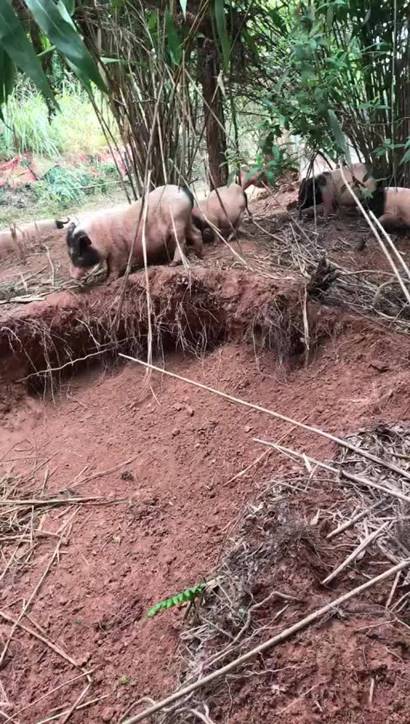 放养生态巴马香猪