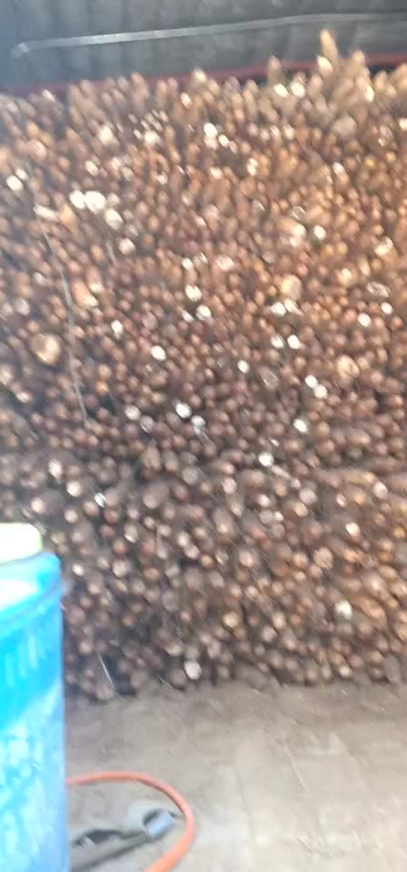 麻山药