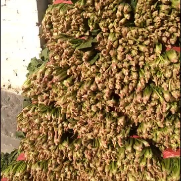 大量代收好波菜，发往各地！