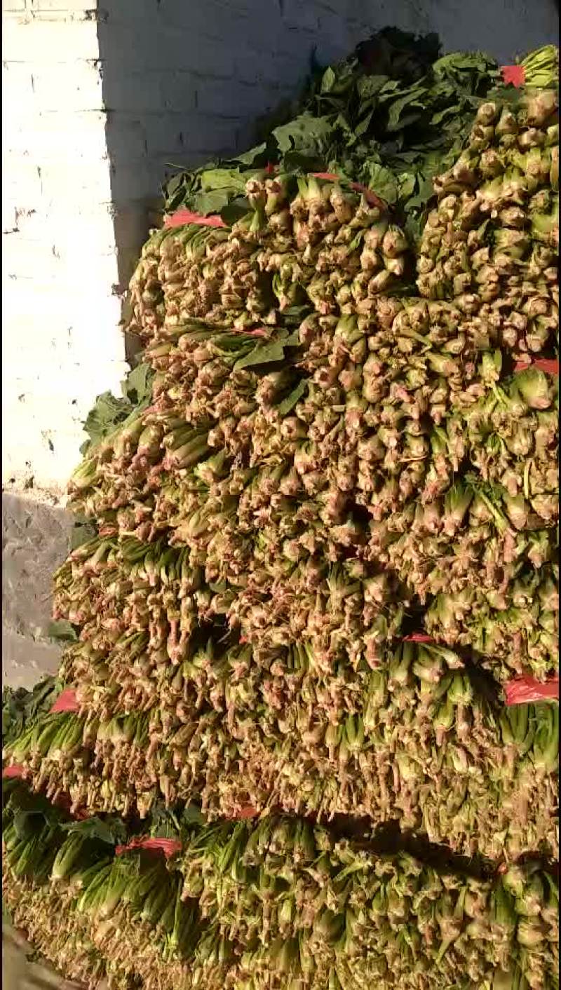 大量代收好波菜，发往各地！