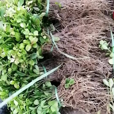 小叶黄杨苗