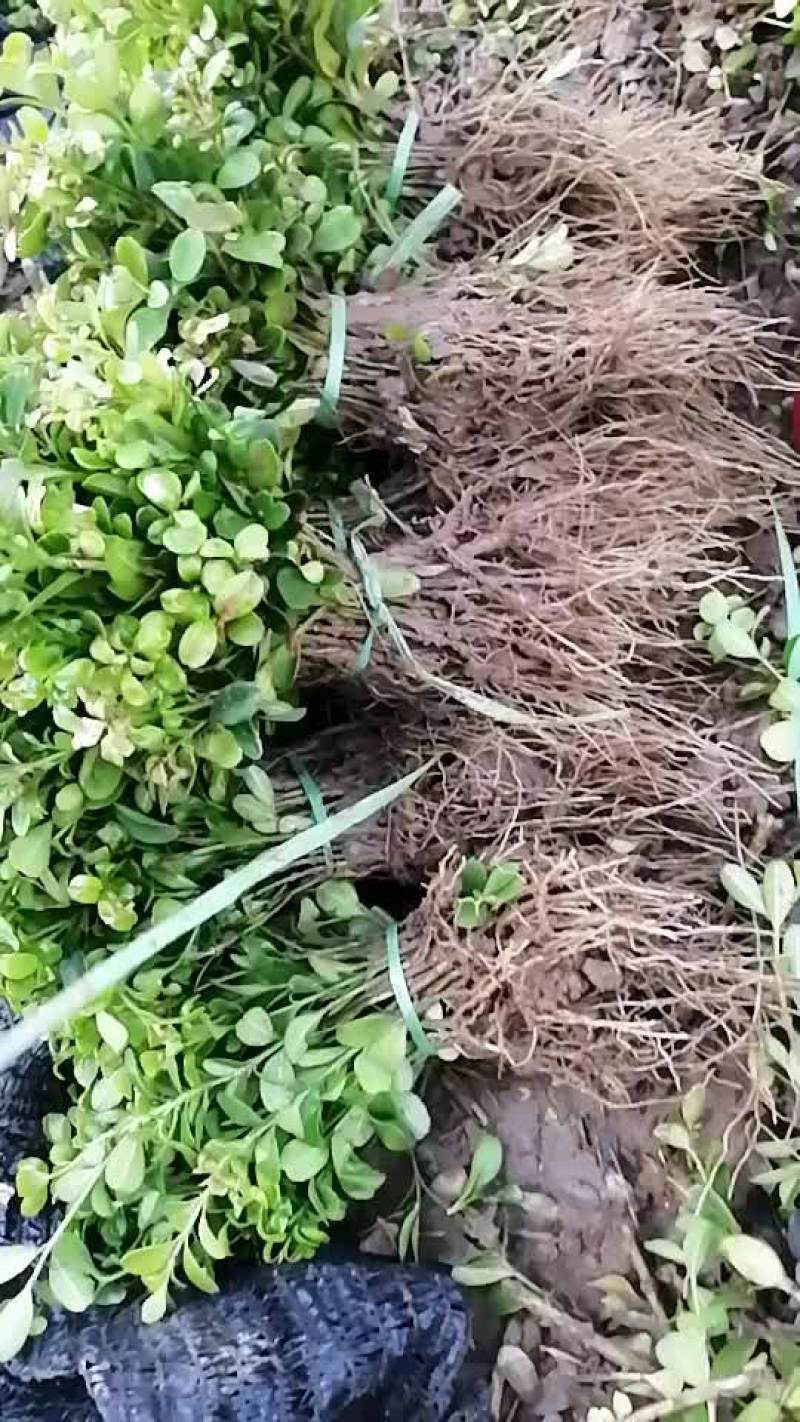 小叶黄杨苗