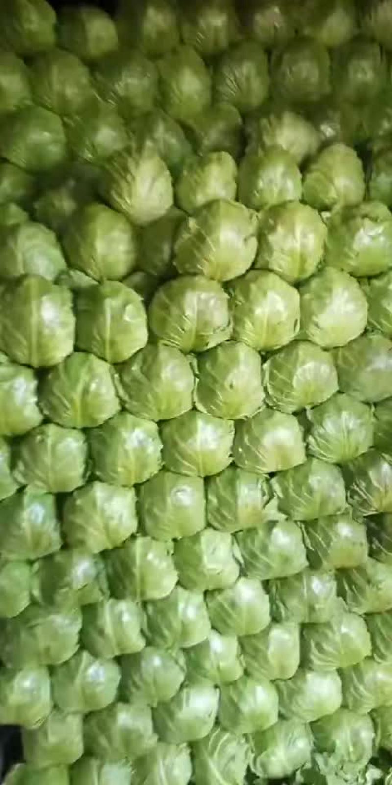 圆白菜大量上市