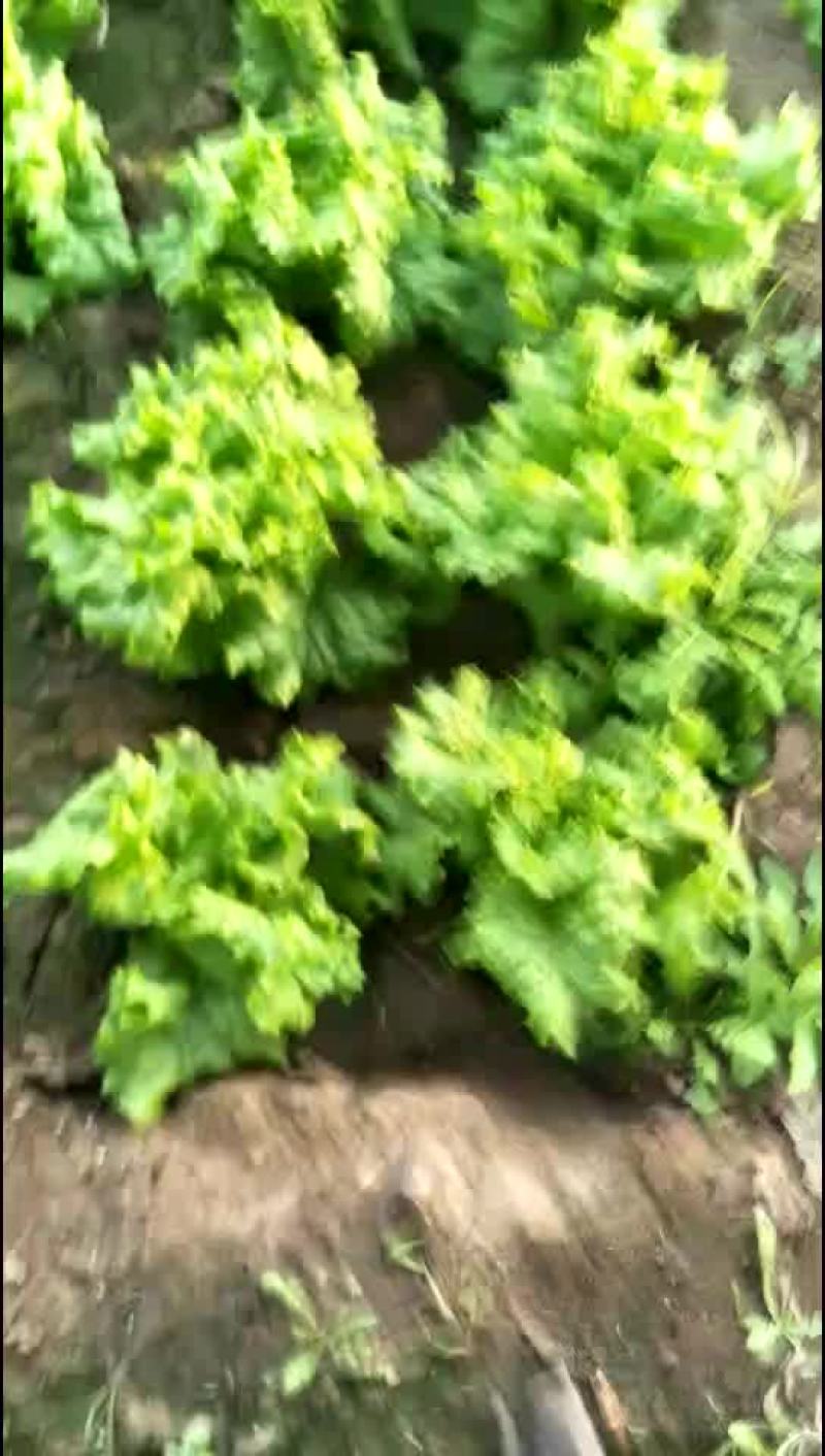 圆白菜大量上市