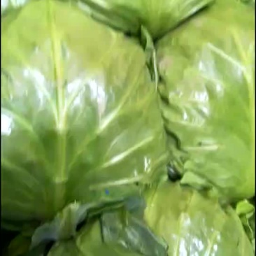 圆白菜大量上市
