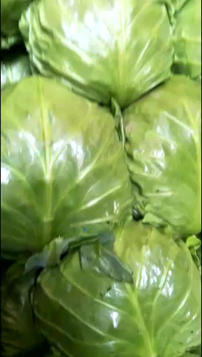 圆白菜大量上市
