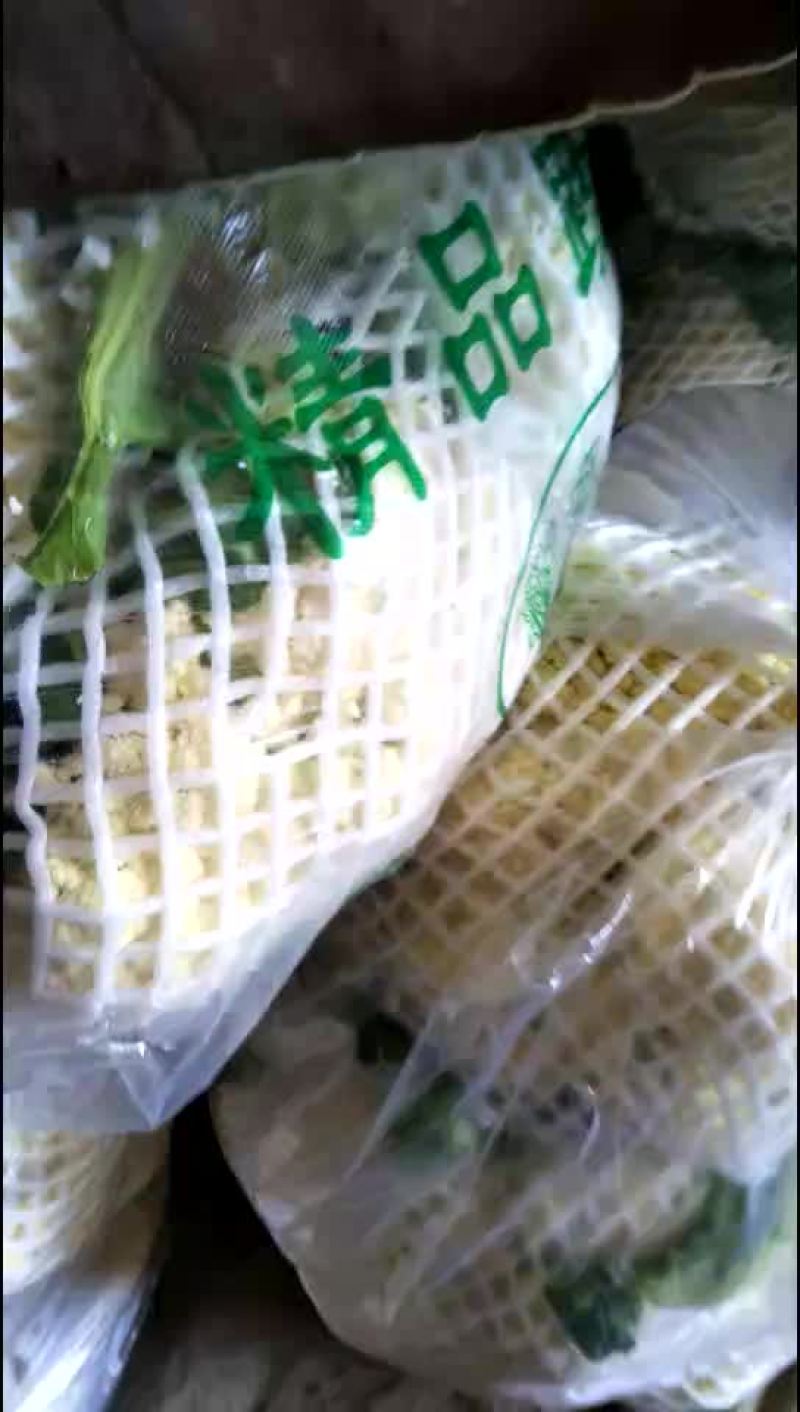 圆白菜大量上市