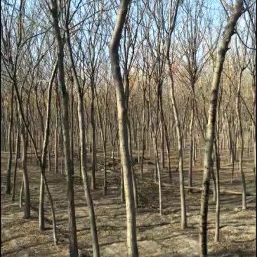 四五六七八公分原生国槐