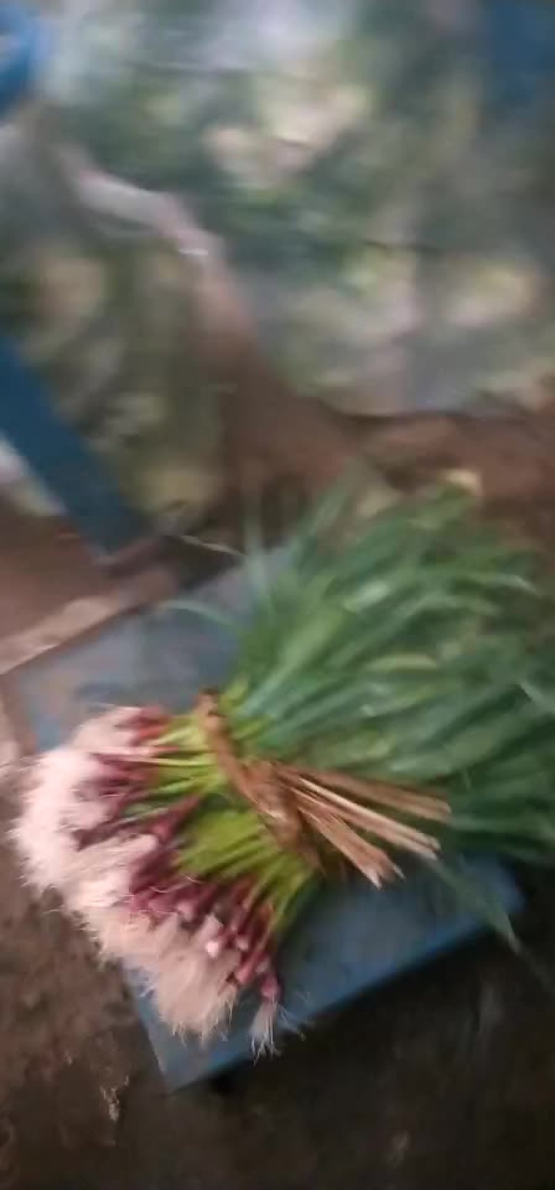 线椒