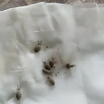 野生活体蚁狮