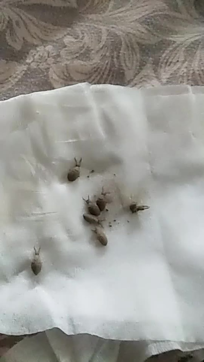 野生活体蚁狮