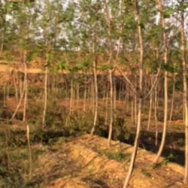 原冠香花槐