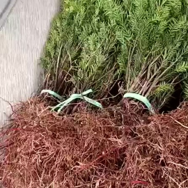 曼地亚红豆杉大量出售