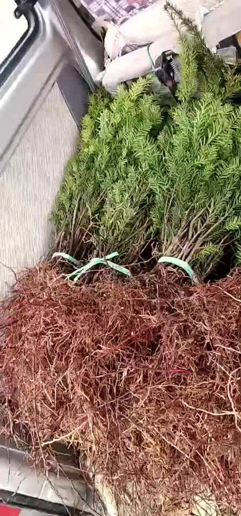 曼地亚红豆杉大量出售