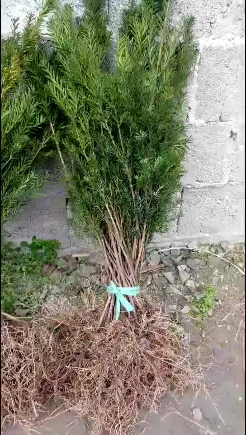 曼地亚红豆杉大量出售