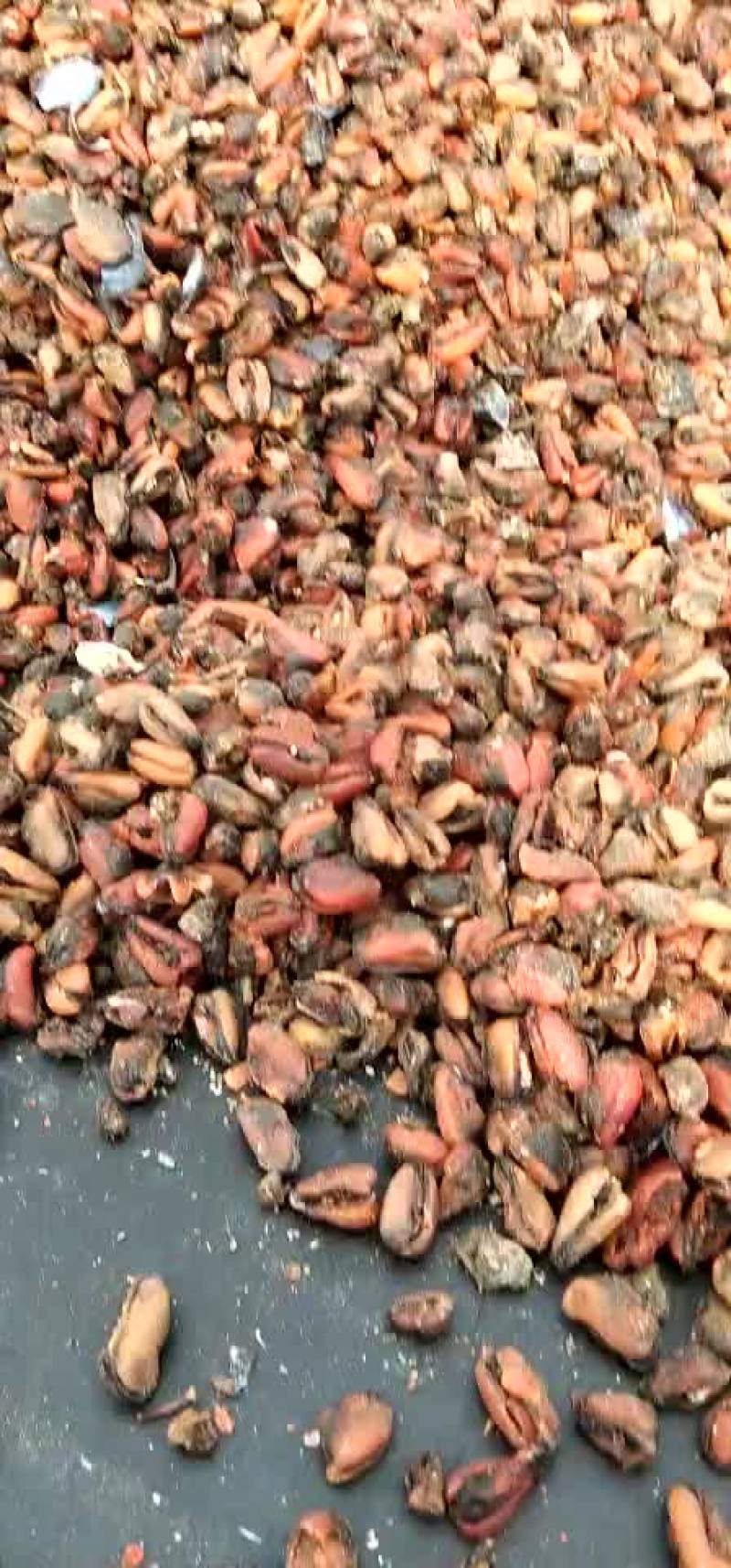 贝类鲜货