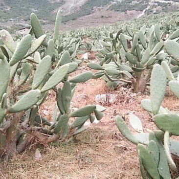 仙人掌果