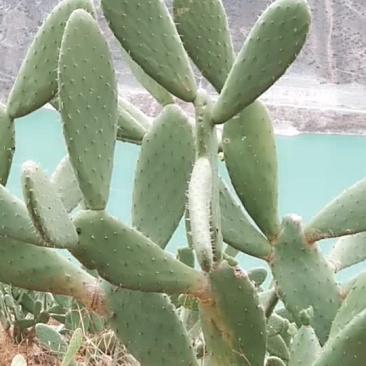 仙人掌片