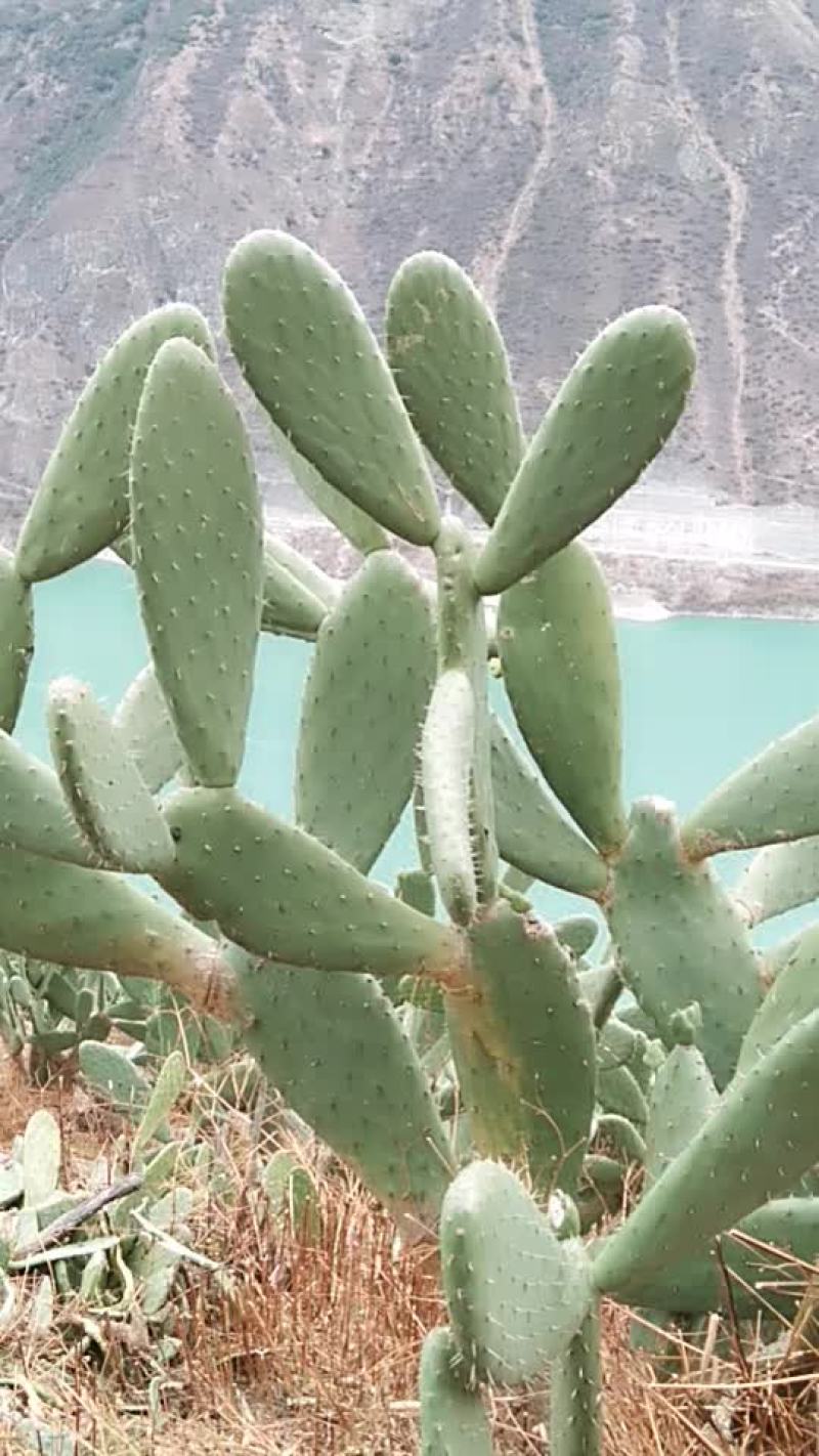 仙人掌片