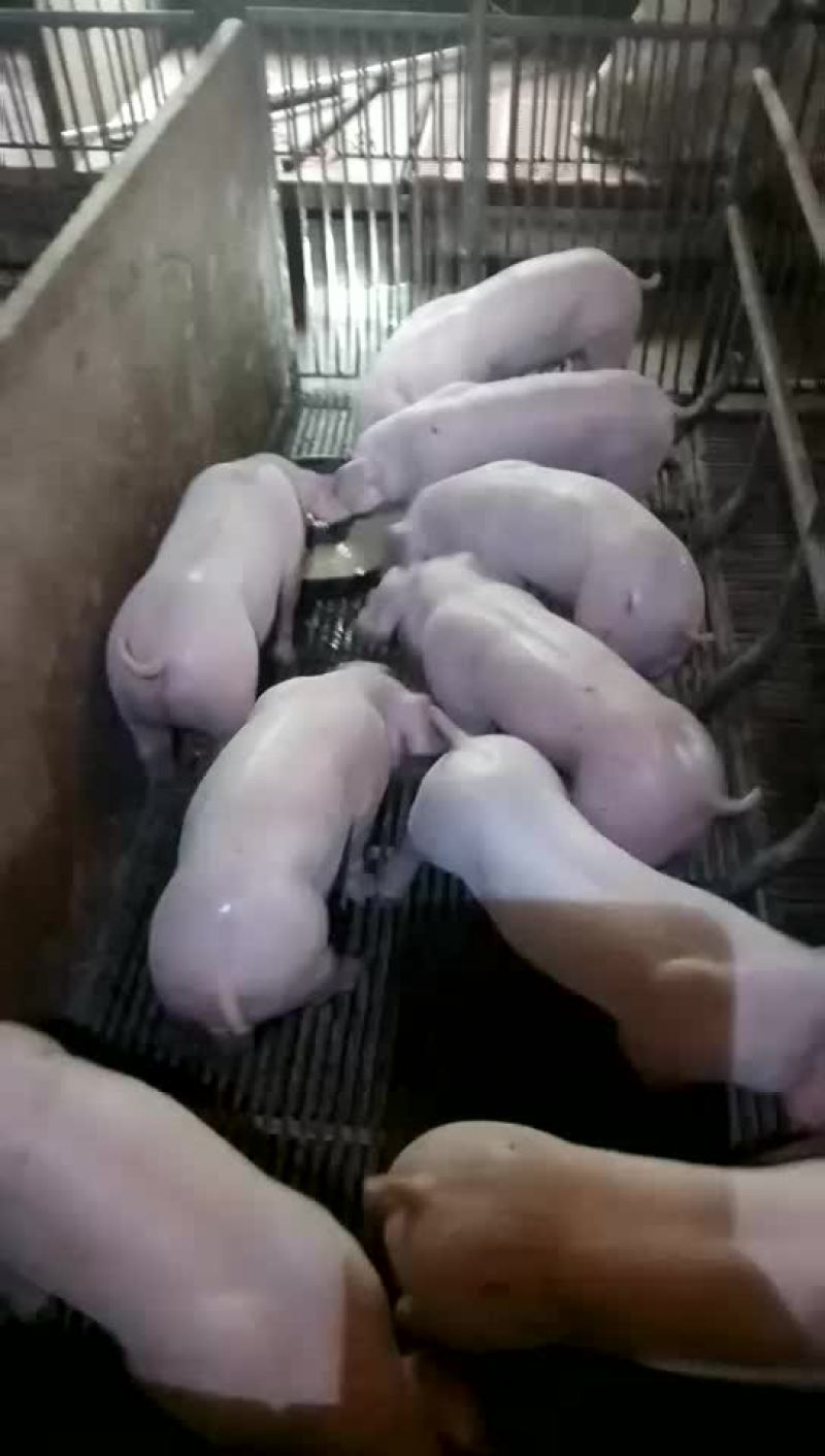 种猪，种猪，种猪