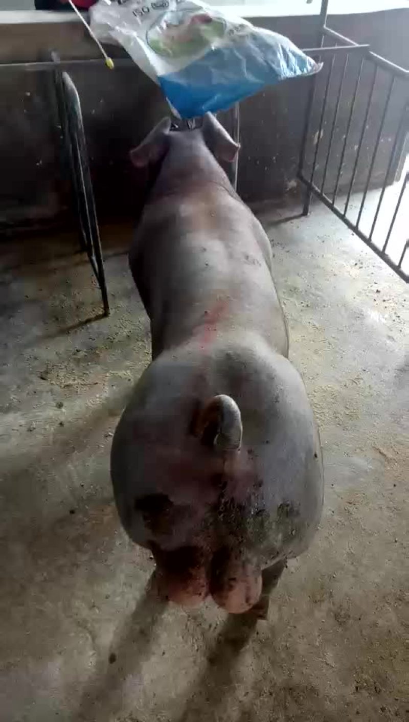 种猪，种猪，种猪