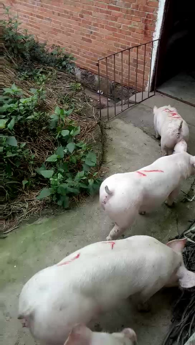 种猪，种猪，种猪