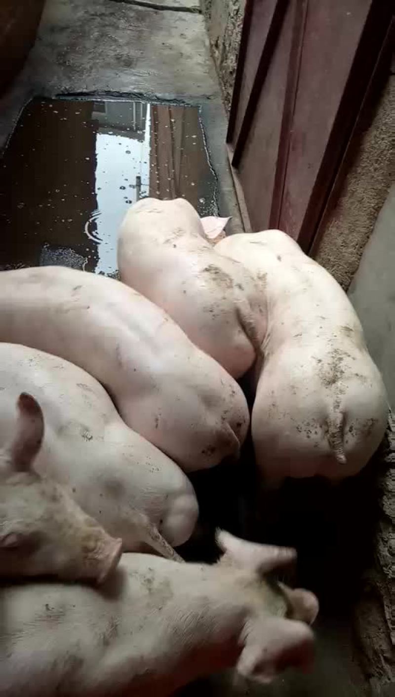 种猪，种猪，种猪