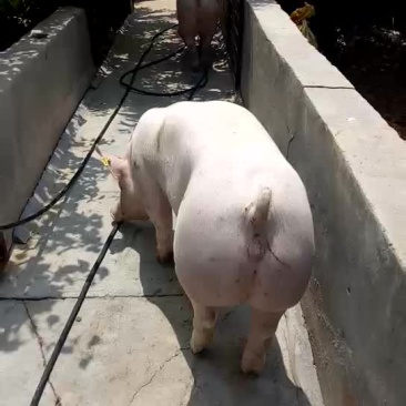 种猪，种猪，种猪