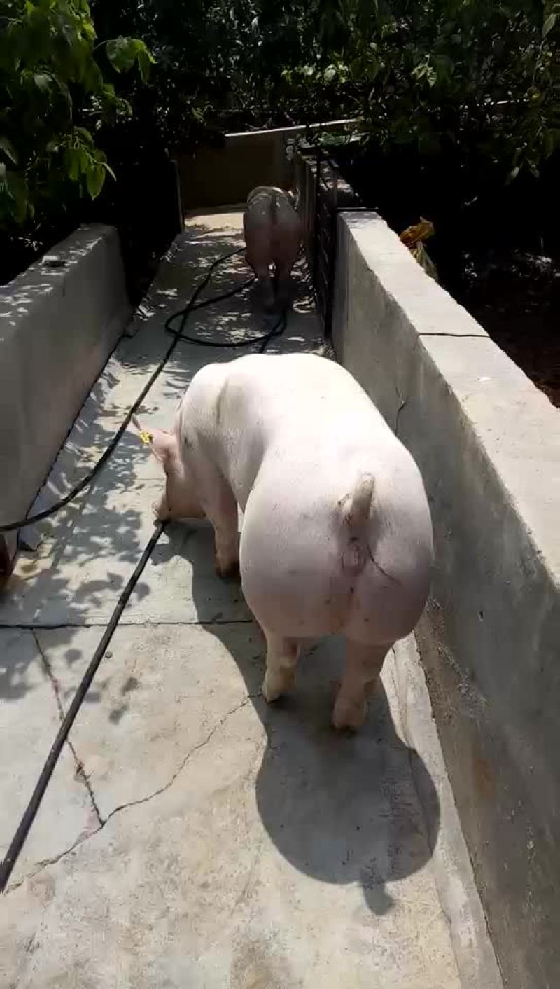 种猪，种猪，种猪