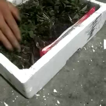 重楼苗