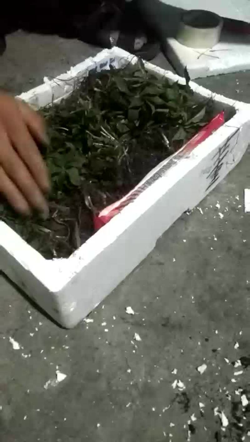重楼苗