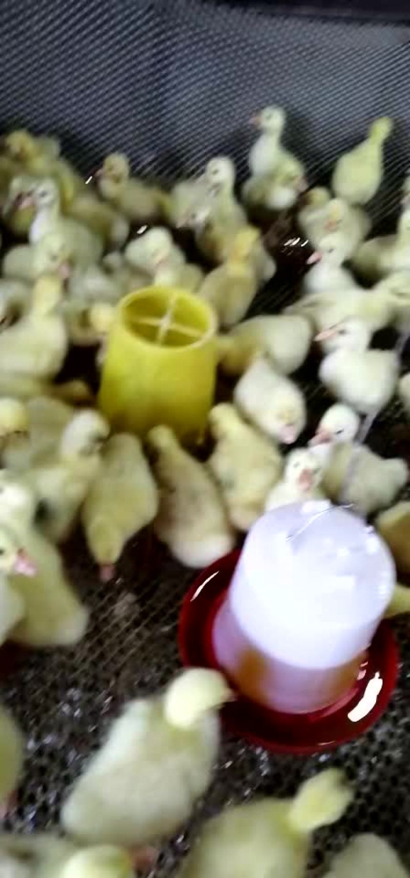 禽畜牧蛋肉