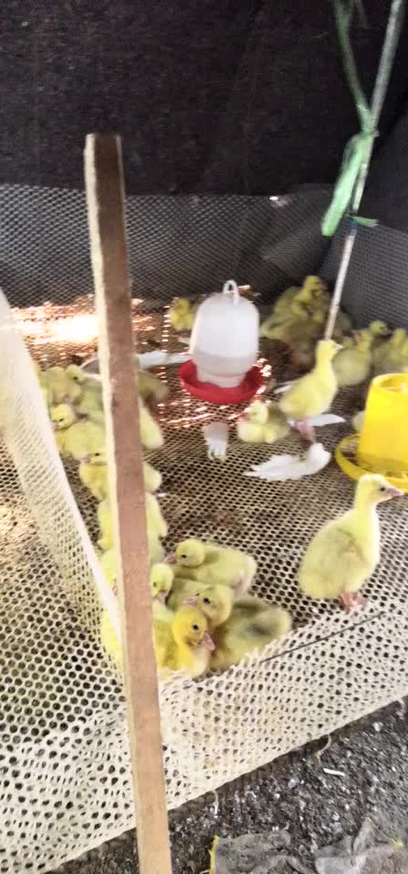 禽畜牧蛋肉