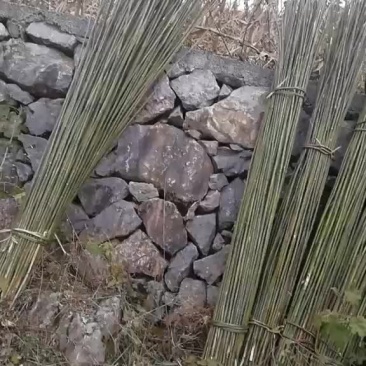 五十亩无筋豆王农历七八月份上市要的老板提前联系我提前合作
