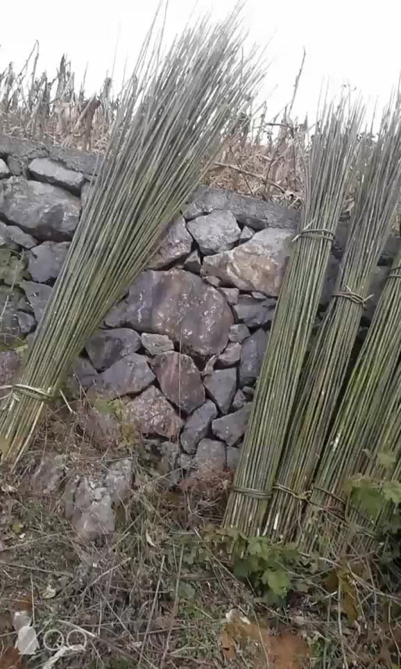 五十亩无筋豆王农历七八月份上市要的老板提前联系我提前合作