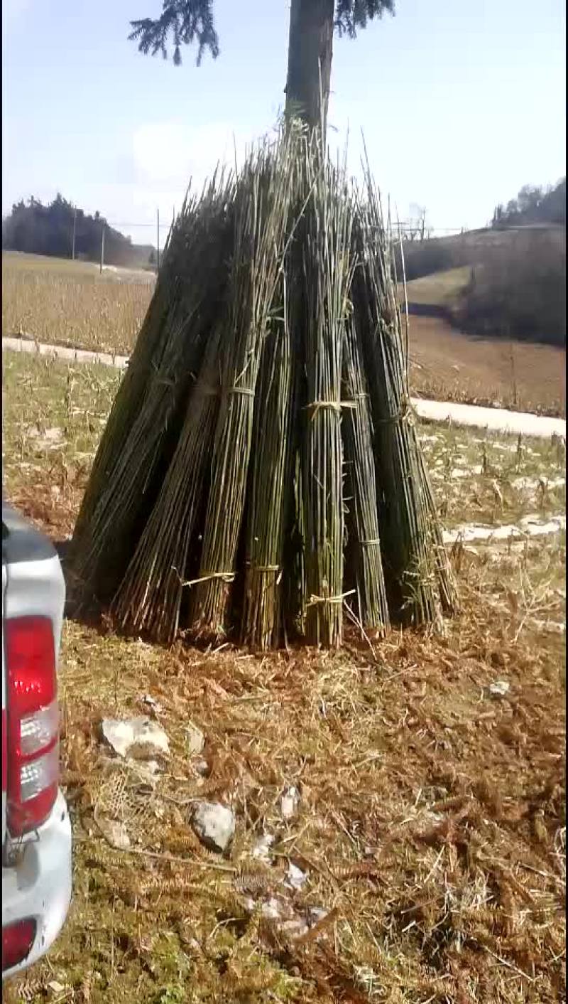 五十亩无筋豆王农历七八月份上市要的老板提前联系我提前合作