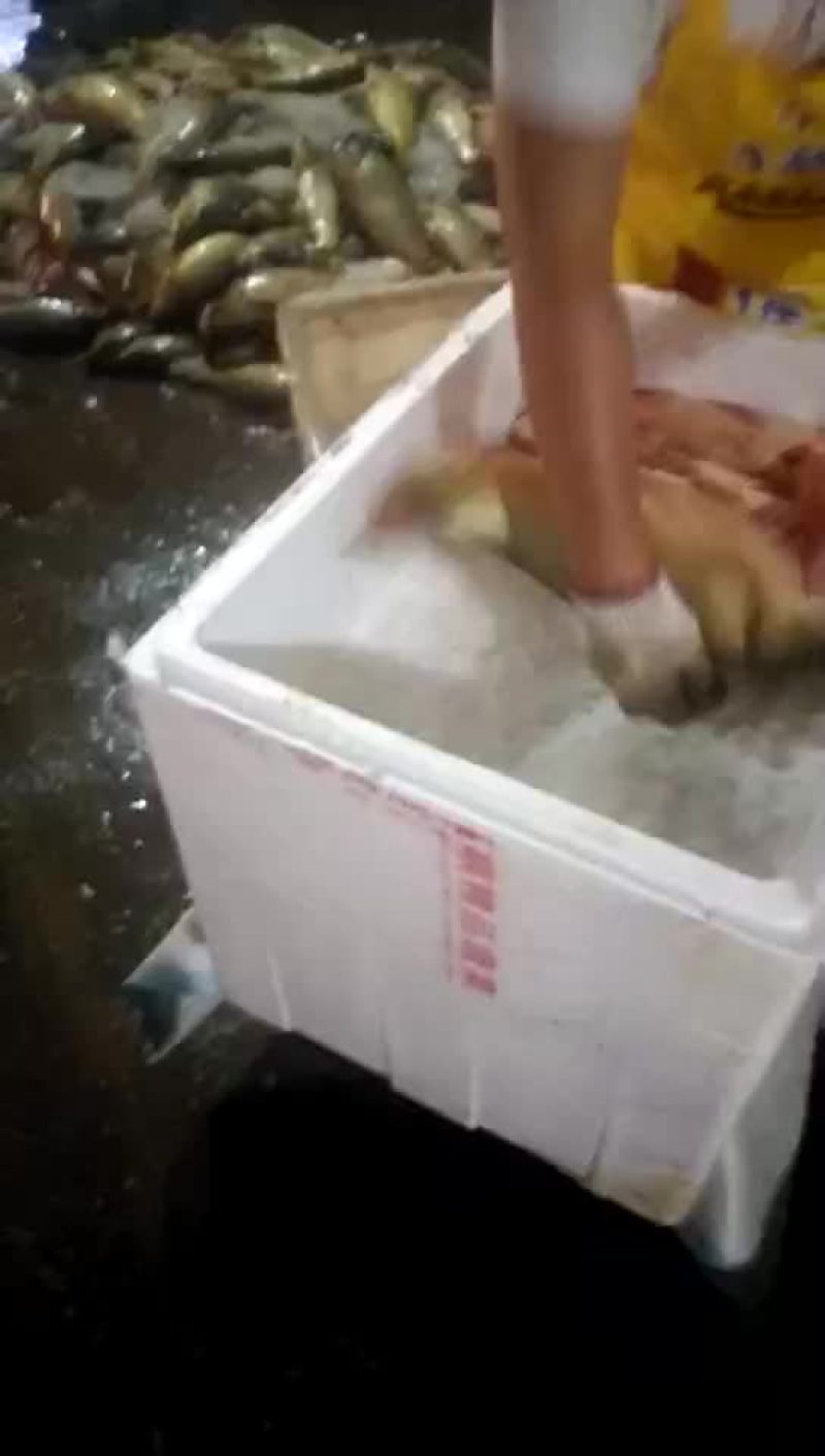 野鲤食用1~2公斤