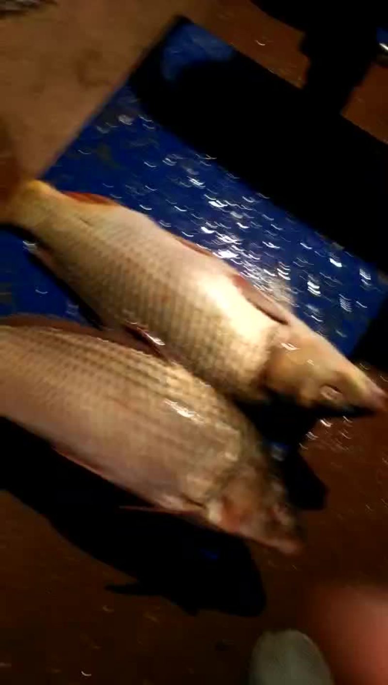 野鲤食用1~2公斤