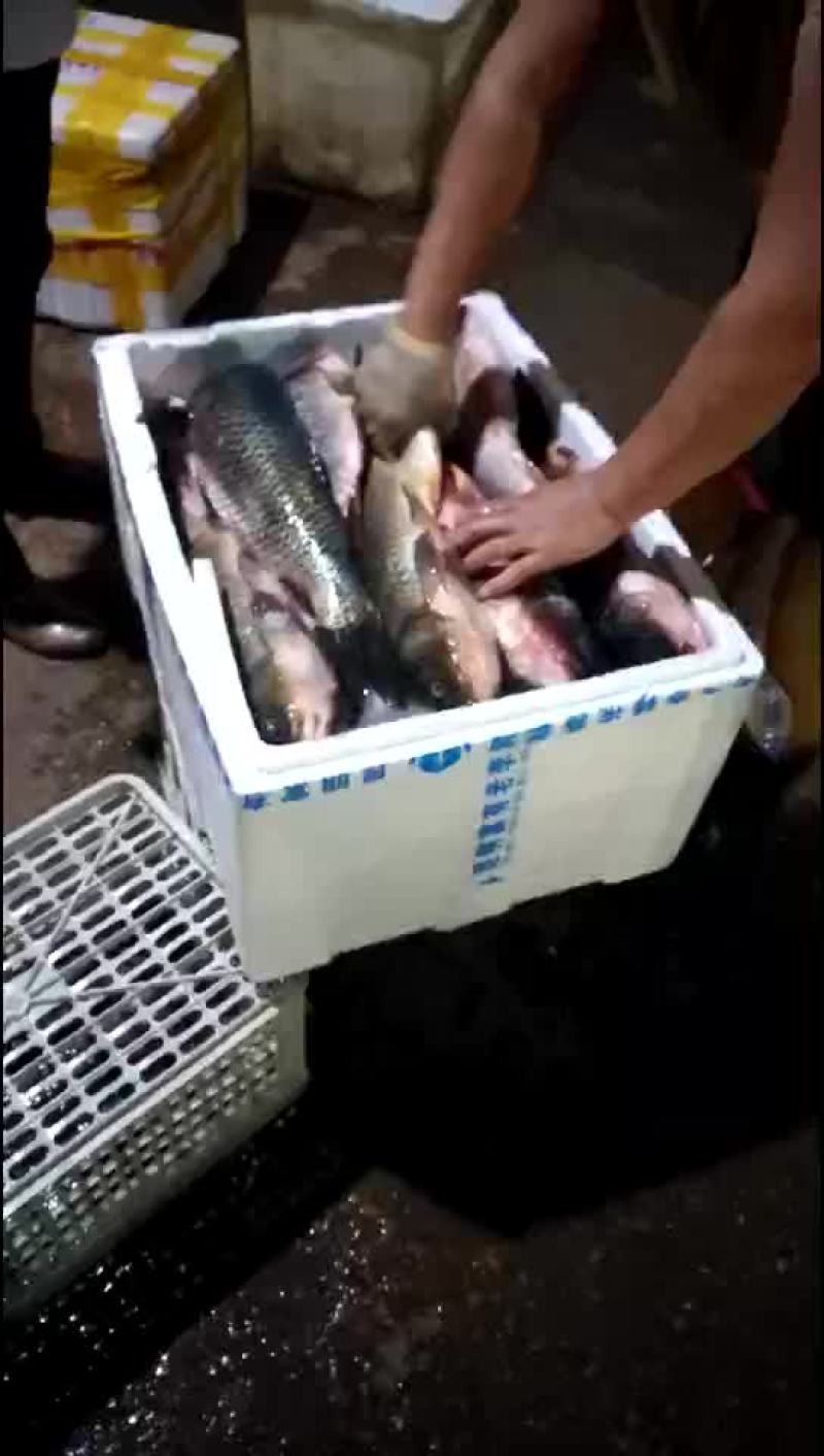 野鲤食用1~2公斤