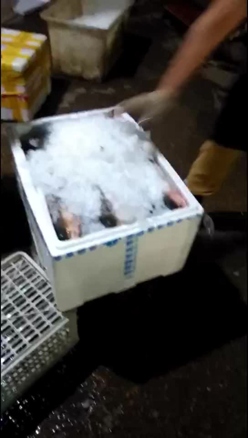 野鲤食用1~2公斤
