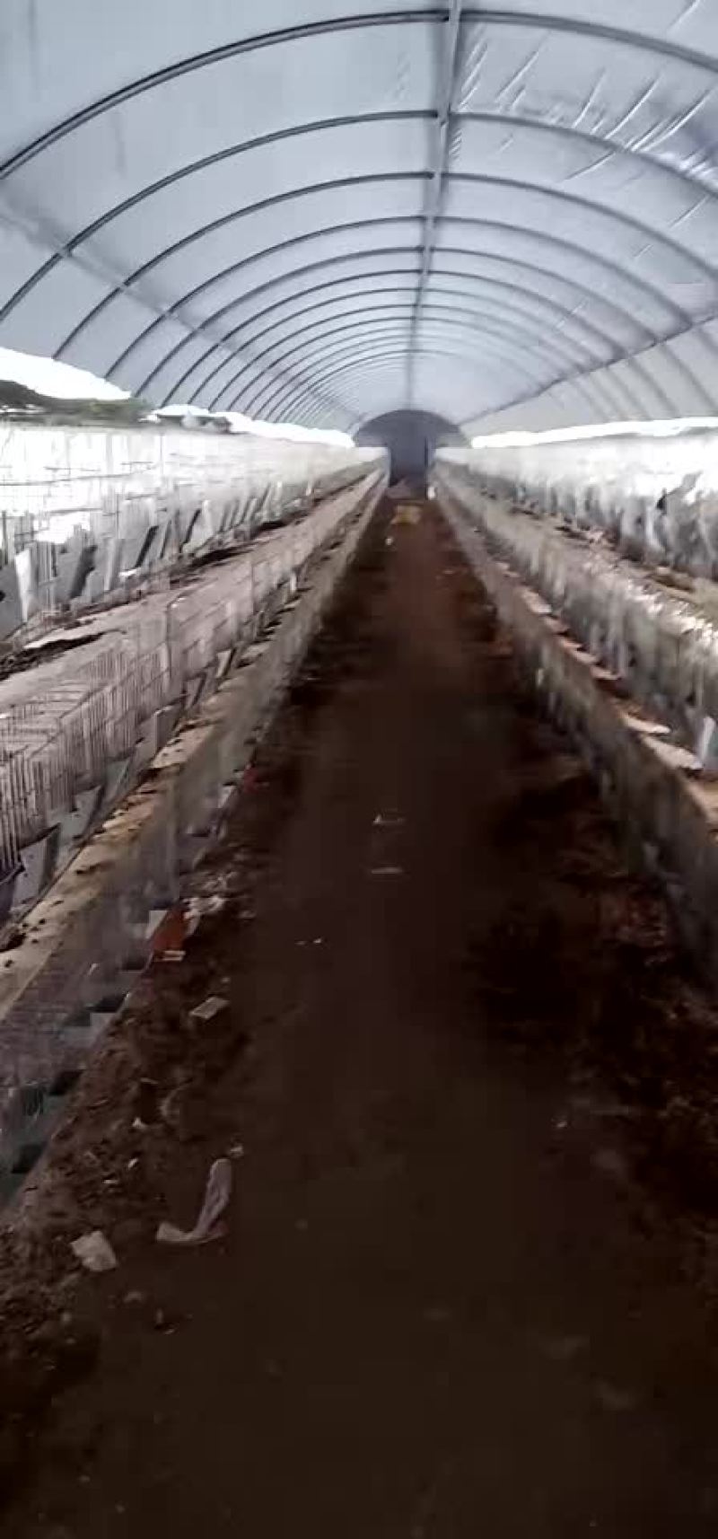 商品兔，比利时兔发货
