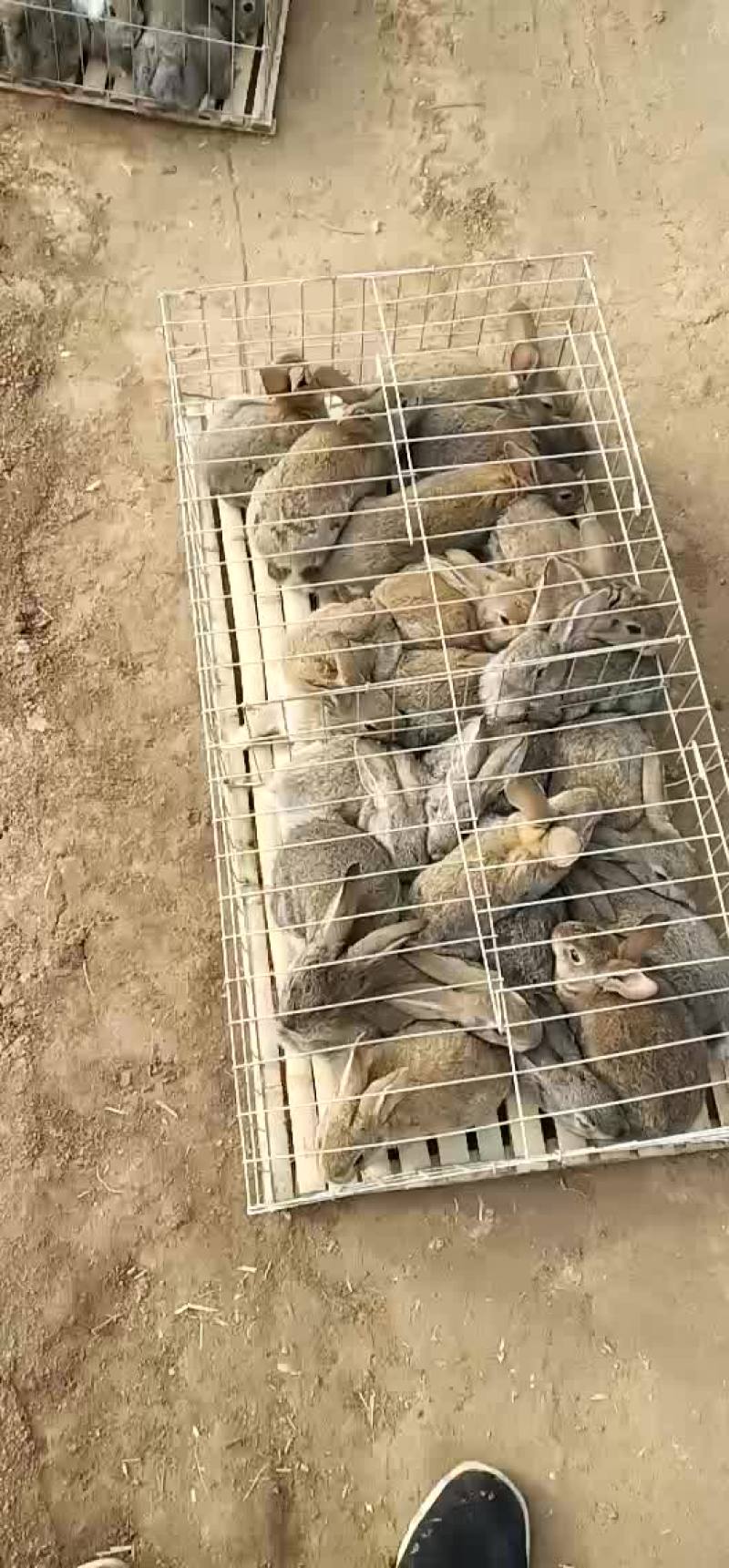 商品兔，比利时兔发货