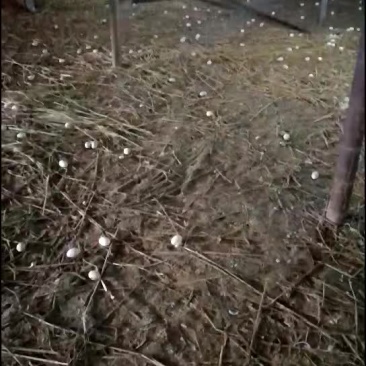 鸭蛋