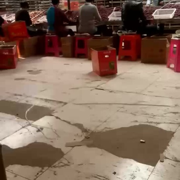新疆灰枣