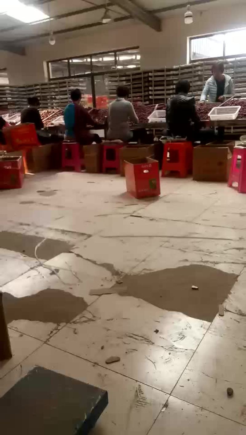新疆灰枣