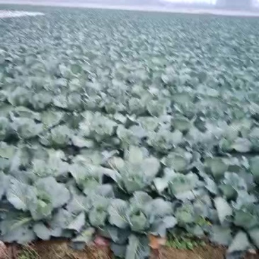 扁包菜