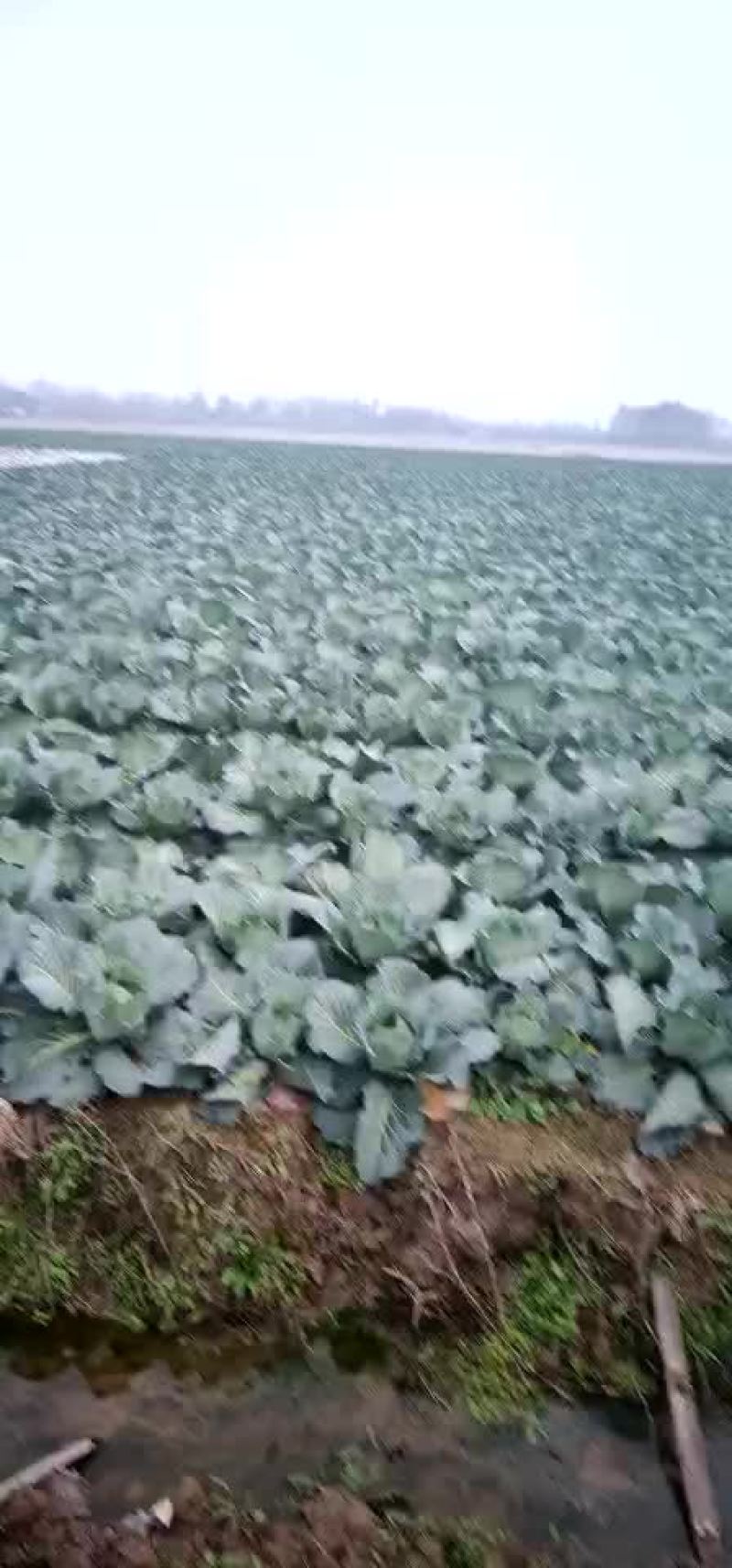 扁包菜